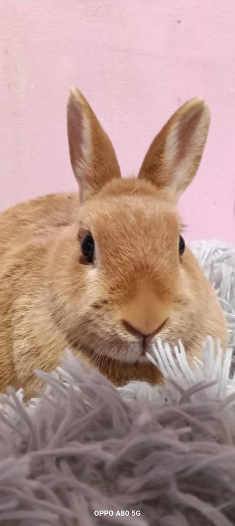 Konijnen, Maart, Meerdere dieren, Overige typen