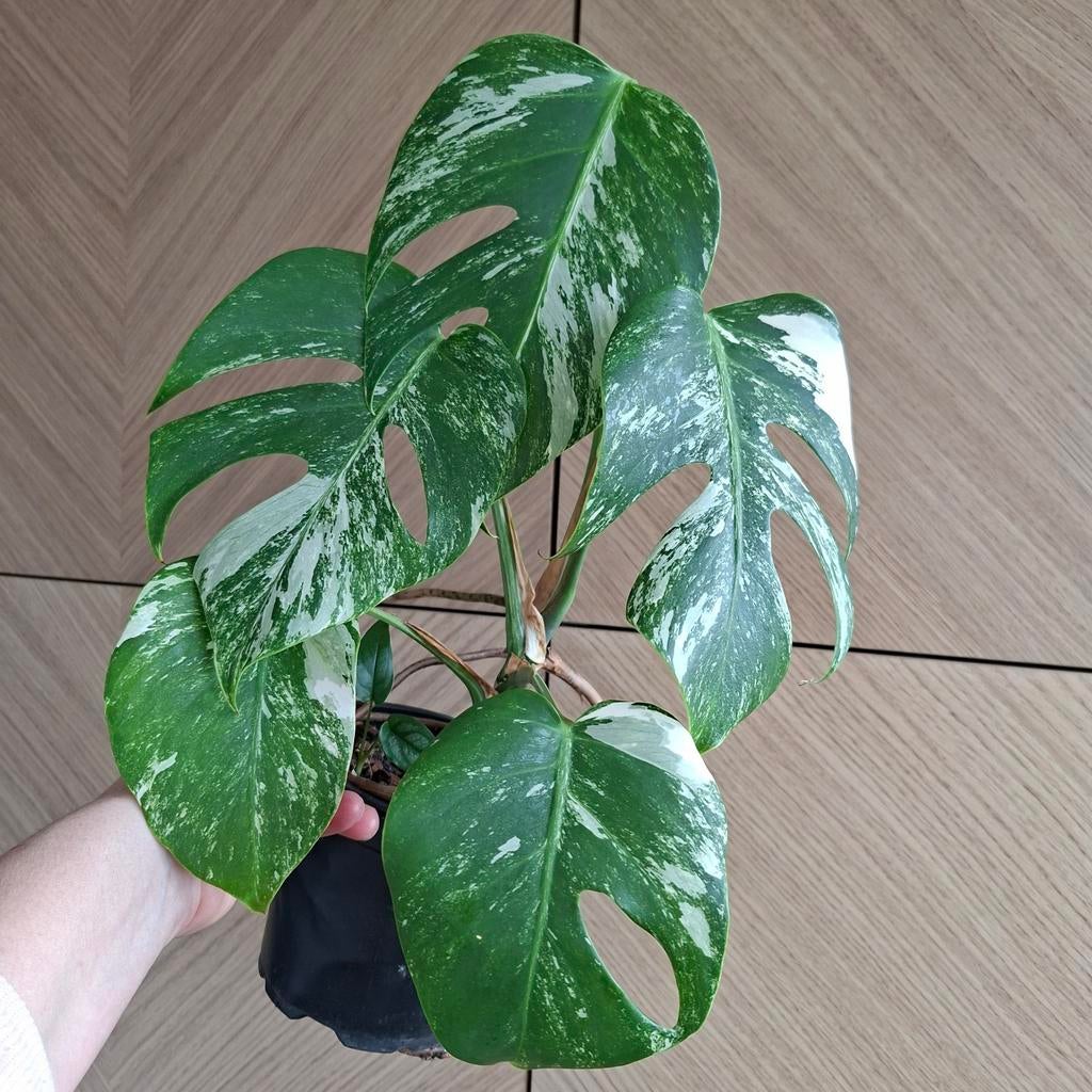 Monstera albo variegata plant, Huis en Inrichting, Kamerplanten, Ophalen of Verzenden, Halfschaduw, Minder dan 100 cm