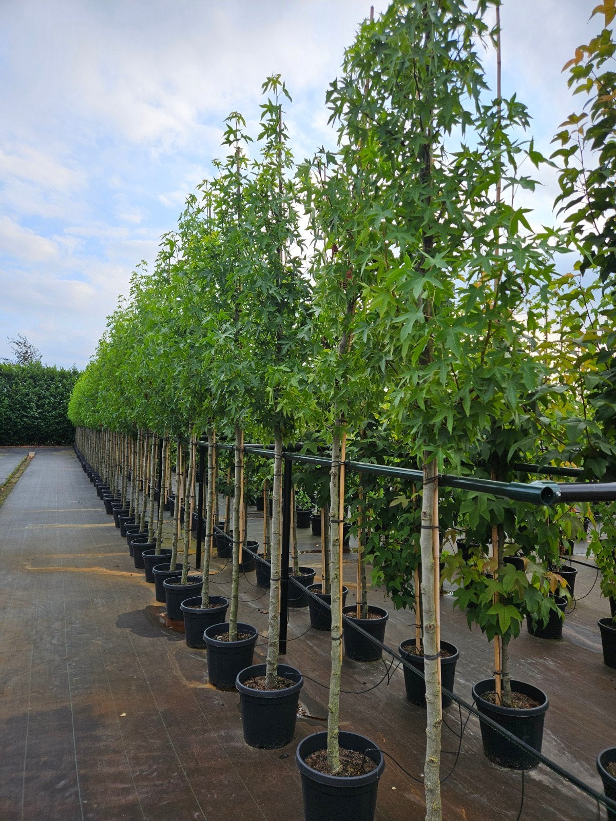 liquidambar 'worplesdon' te koop!(amberboom), Bloeit niet, Halfschaduw, Overige soorten, 250 tot 400 cm