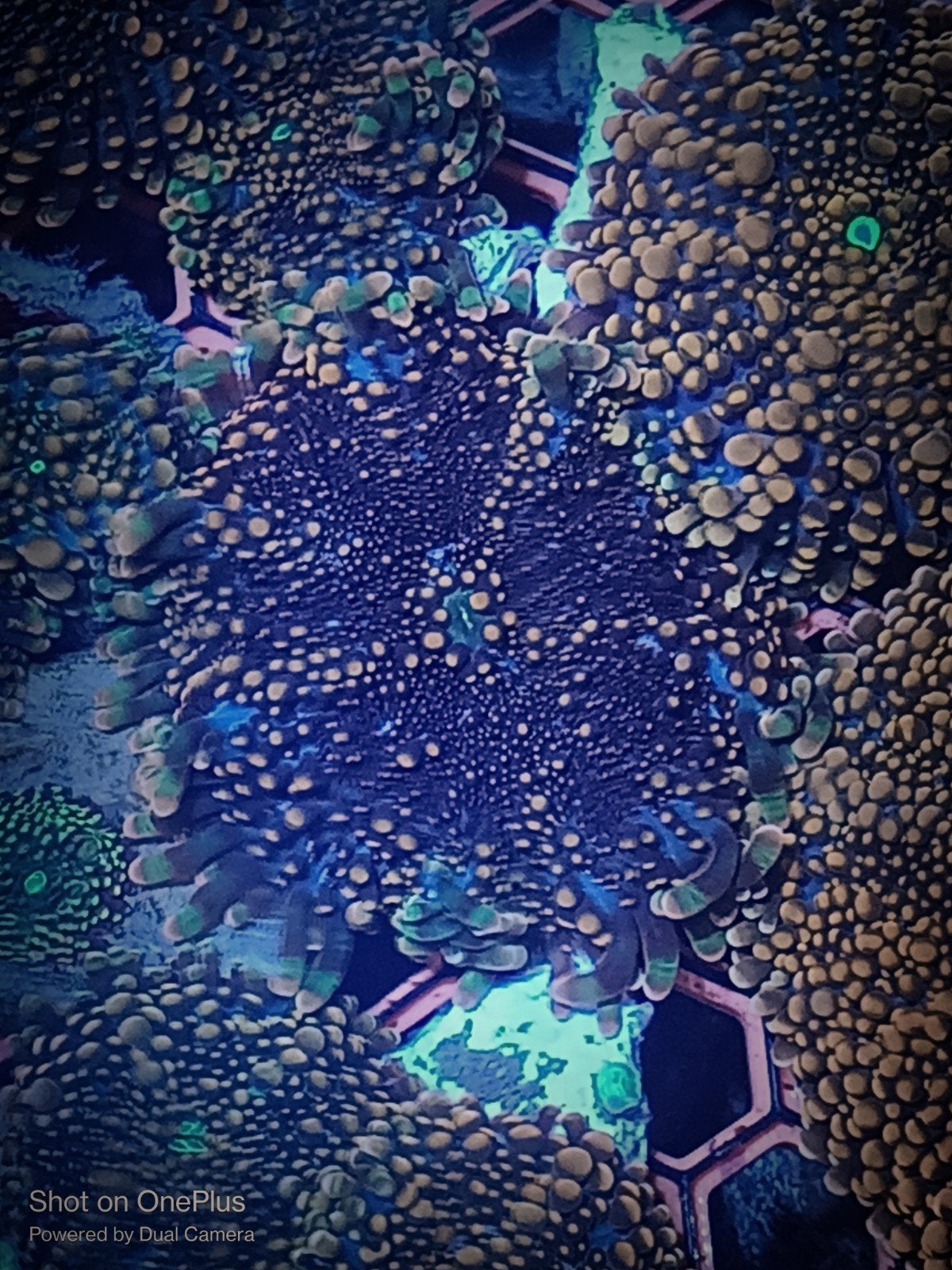 Ricordea Yuma M-L variant 2, Overige typen, Zoutwatervis
