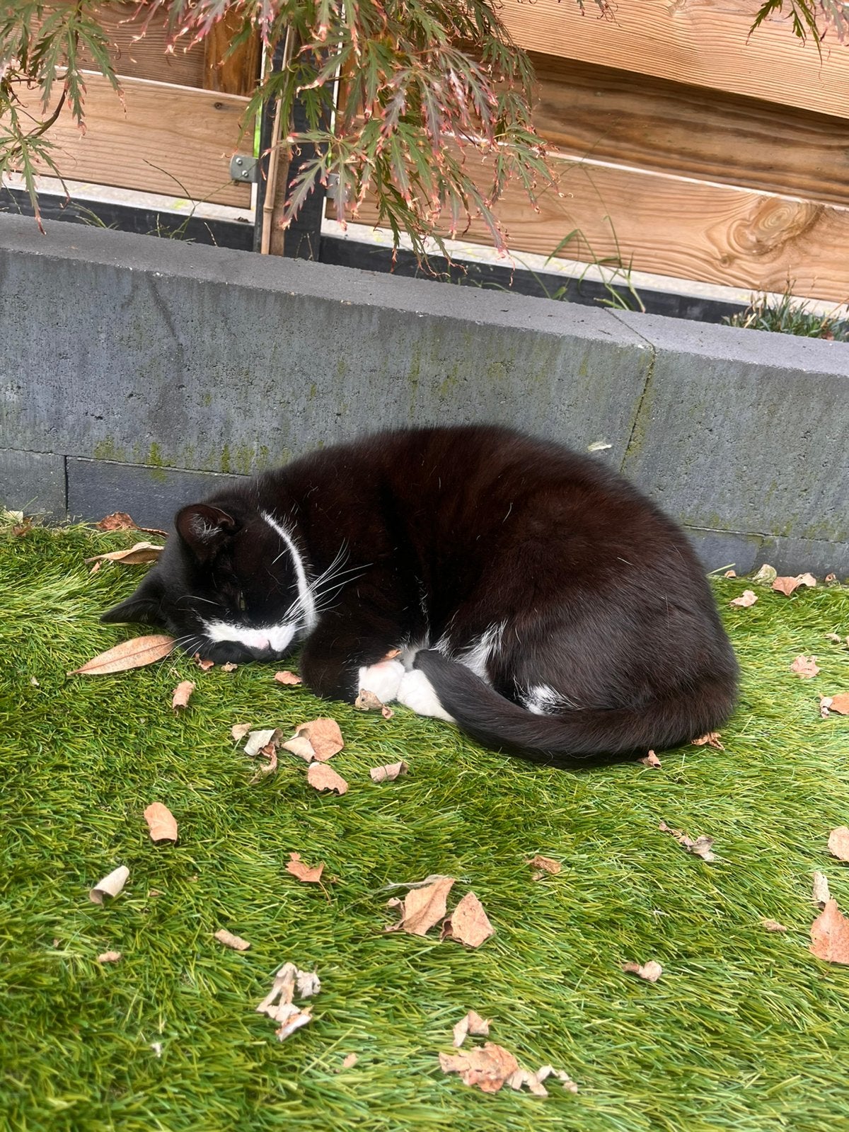 Dringend op zoek naar een nieuw huisje voor Puma, Poes