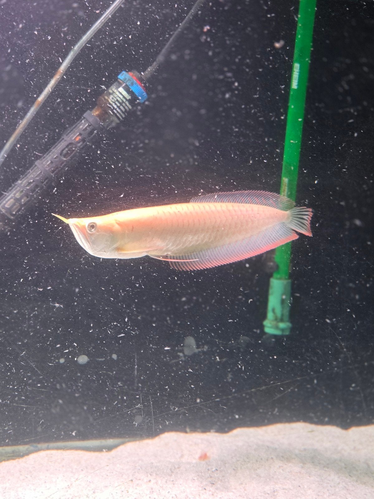 Arowana lutino met red vin, Vis