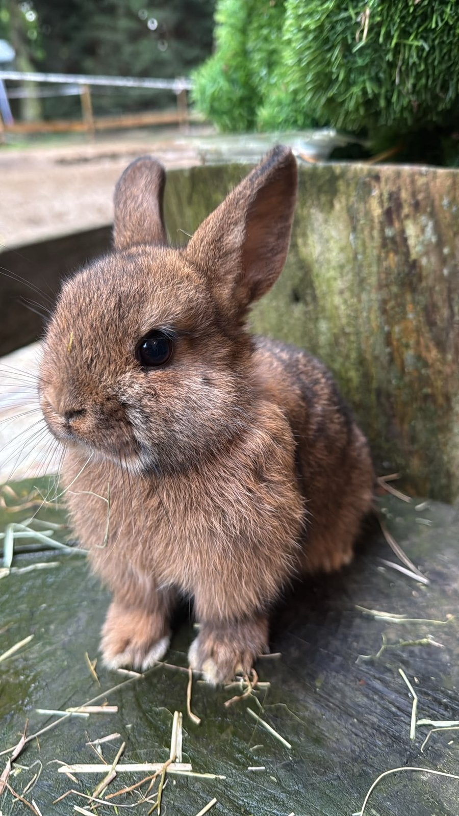 kleurdwerg konijntjes te koop!, Dieren en Toebehoren, Geslacht onbekend, Dwerg