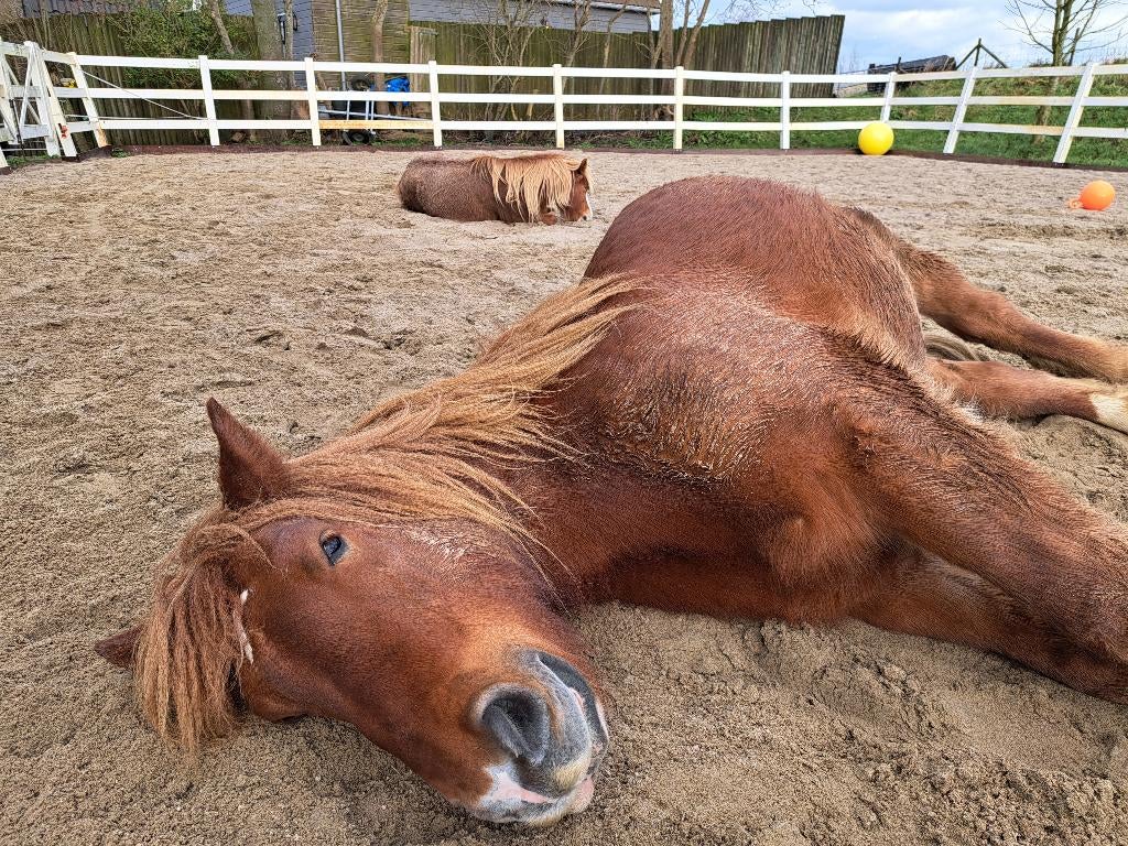 1 of 2 plekken op p.paradise vrij nabij Ouderkerk a/d Amstel, Weidegang, 2 of 3 paarden of pony's