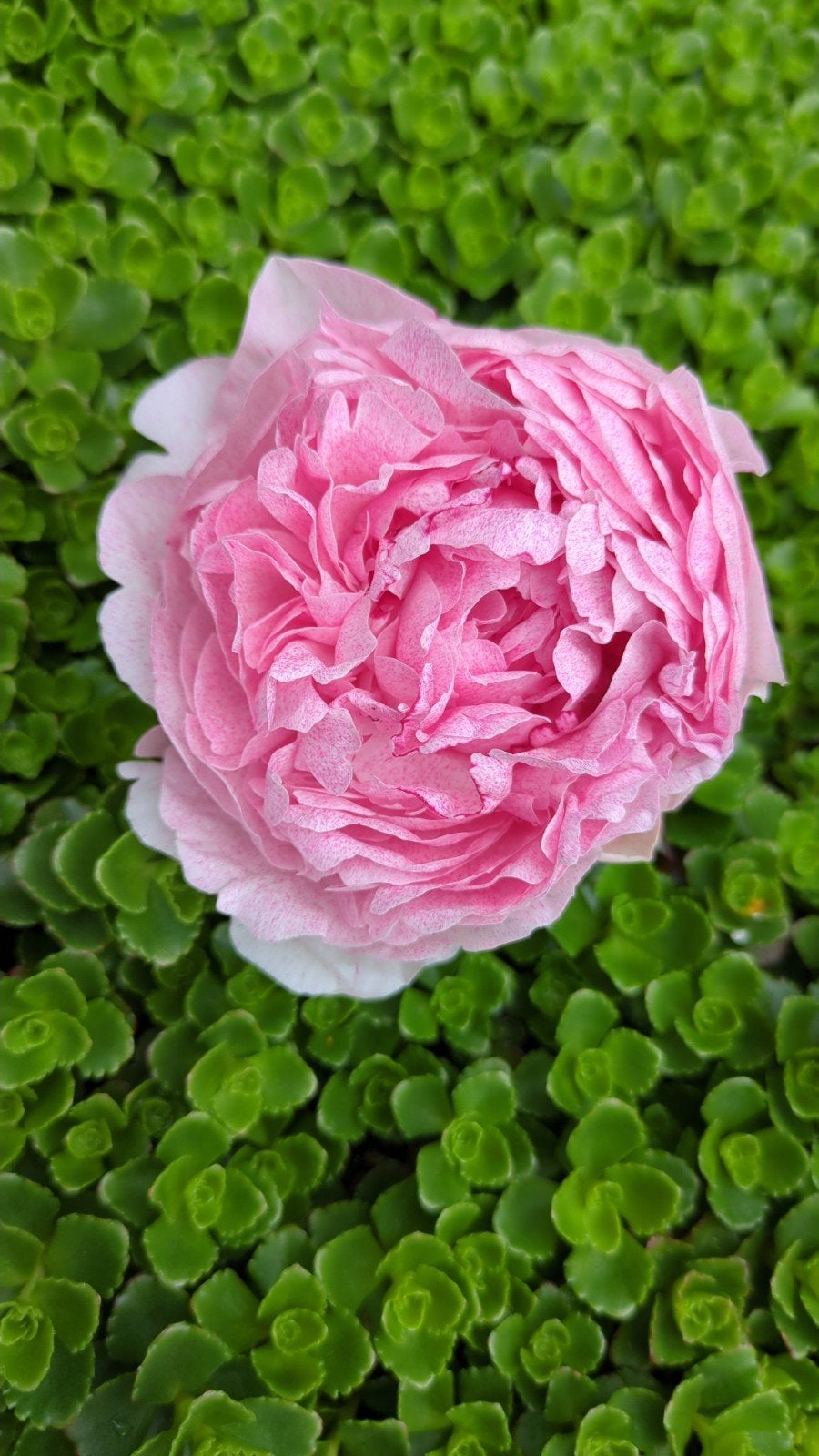 Pioenrozen The Fawn, Overige soorten, Volle zon, Vaste plant, Ophalen of Verzenden