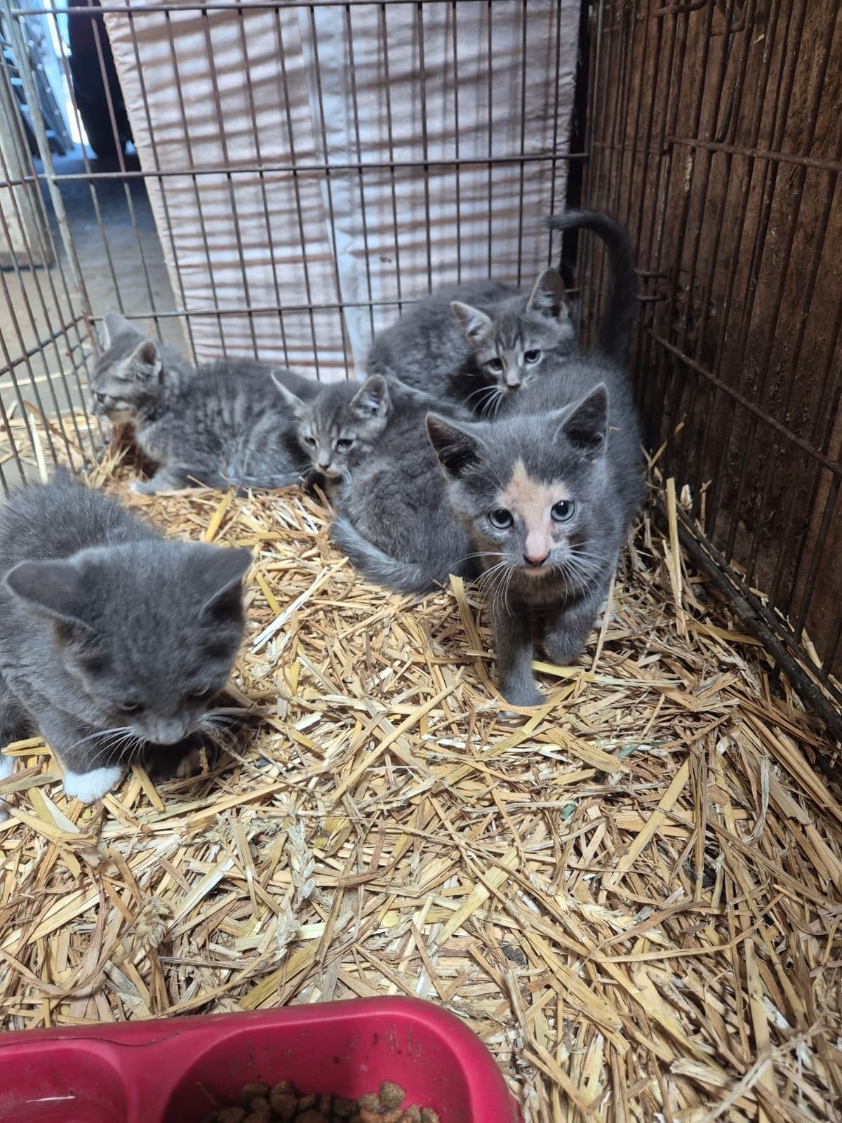 Prachtige en sociale boerderijkittens te koop!, Meerdere dieren, Kortharig, 0 tot 2 jaar