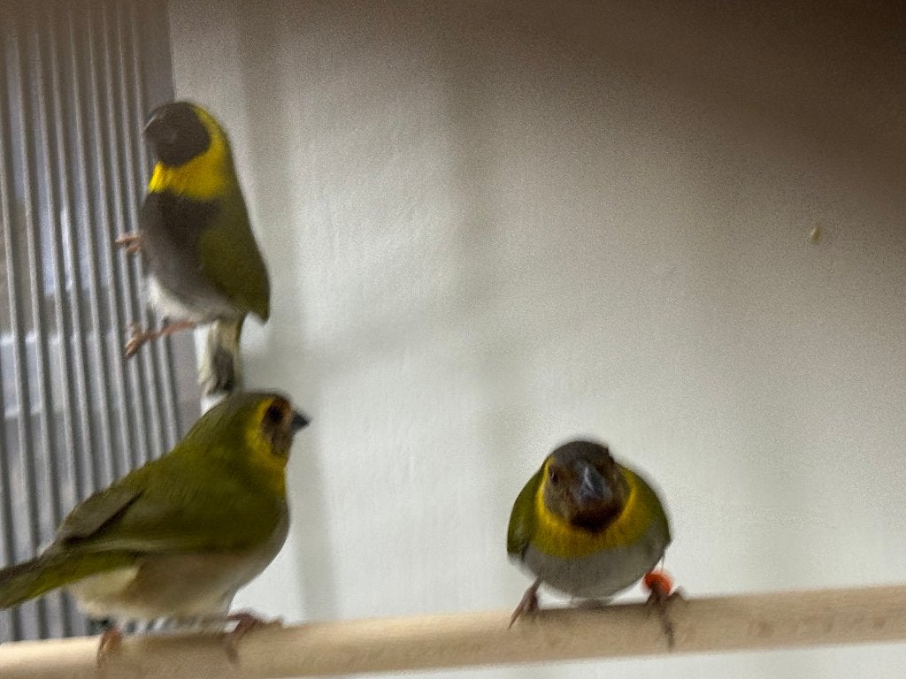 Cubavinken, 1x koppel en 1x pop, Meerdere dieren, Tropenvogel