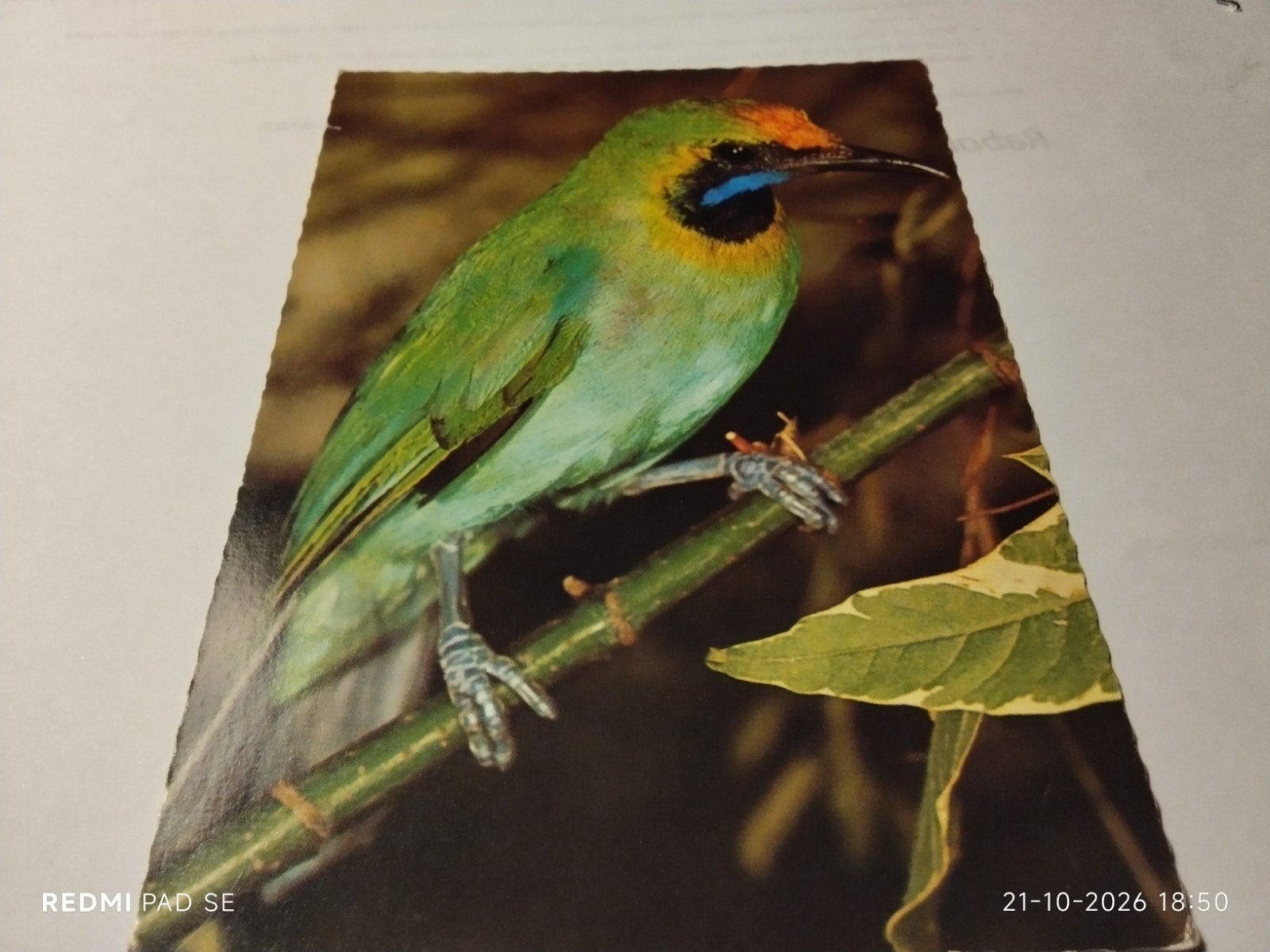 Ansichtkaart met kleurrijke vogel maar WELKE?, Ophalen of Verzenden, 1960 tot 1980, Ongelopen, Natuur