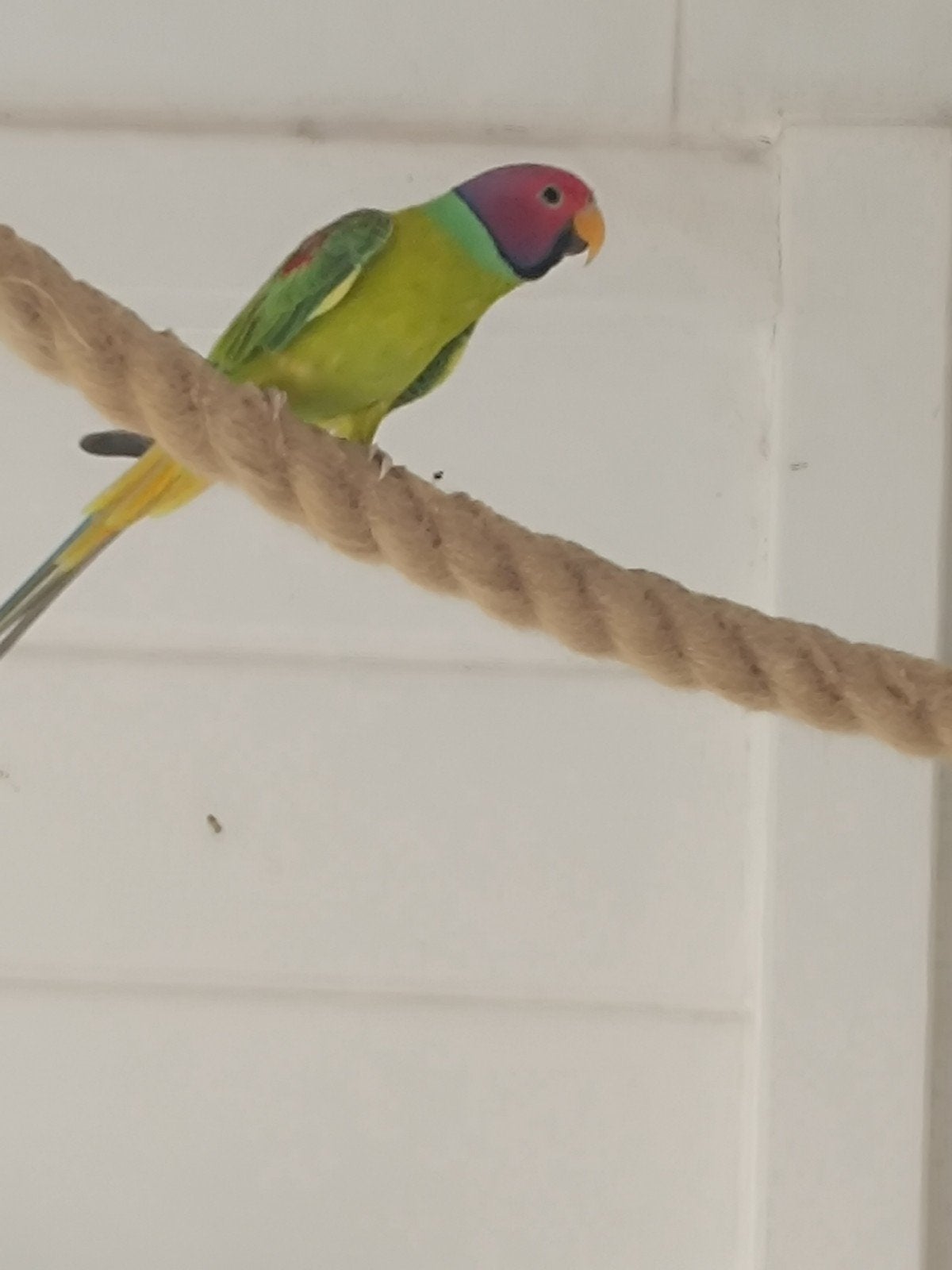 pruimekop opaline man, Dieren en Toebehoren