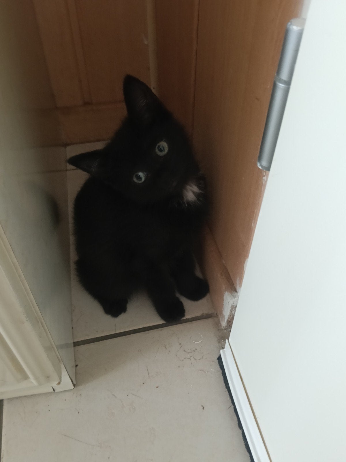 kitten, Meerdere dieren