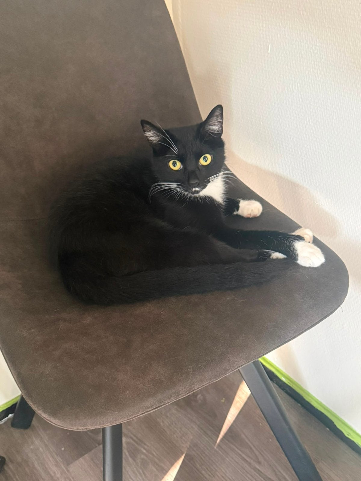 Onze lieve kat oreo, Kater