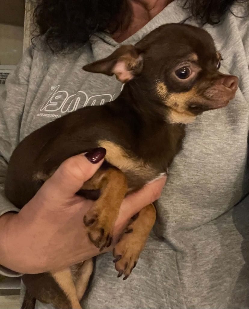 chihuahua choco tan 8.maanden reutje kortharig mooi kleintje, Nederland, 15 weken tot 1 jaar, Meerdere, Meerdere dieren