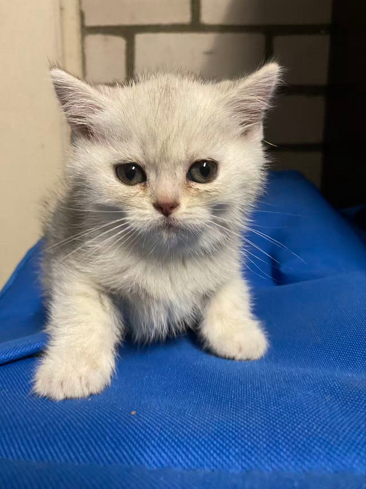 Britse Korthaar Kittens - Direcht Beschikbaar, Dieren en Toebehoren, Meerdere dieren, Kortharig, 0 tot 2 jaar