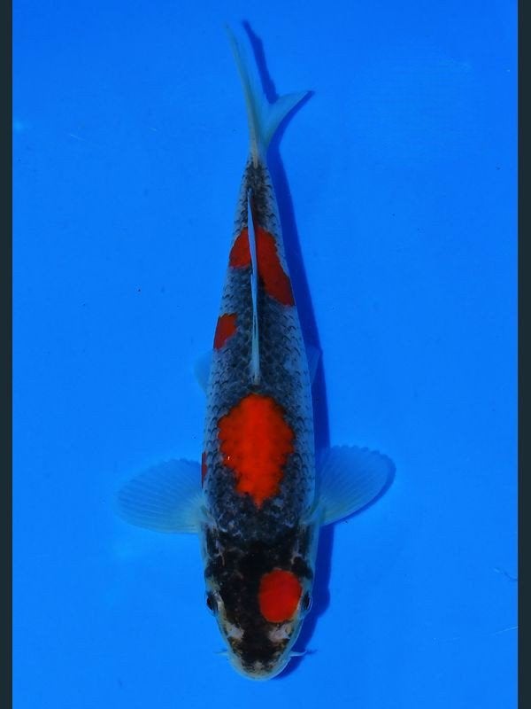Koi goshiki, Dieren en Toebehoren, Karper of Koi