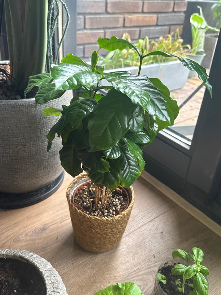 Koffieplant (Coffea Arabica) - Kamerplant, Vaste plant, Bloeit niet, Halfschaduw, Ophalen