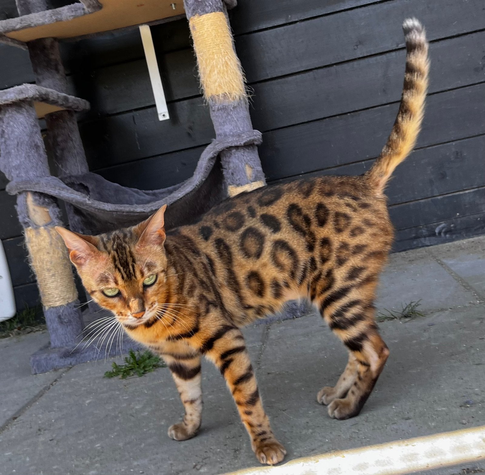 Lieve Coco zoekt gouden huisje, Dieren en Toebehoren, Katten en Kittens | Raskatten | Korthaar, Poes, Met stamboom, 3 tot 5 jaar