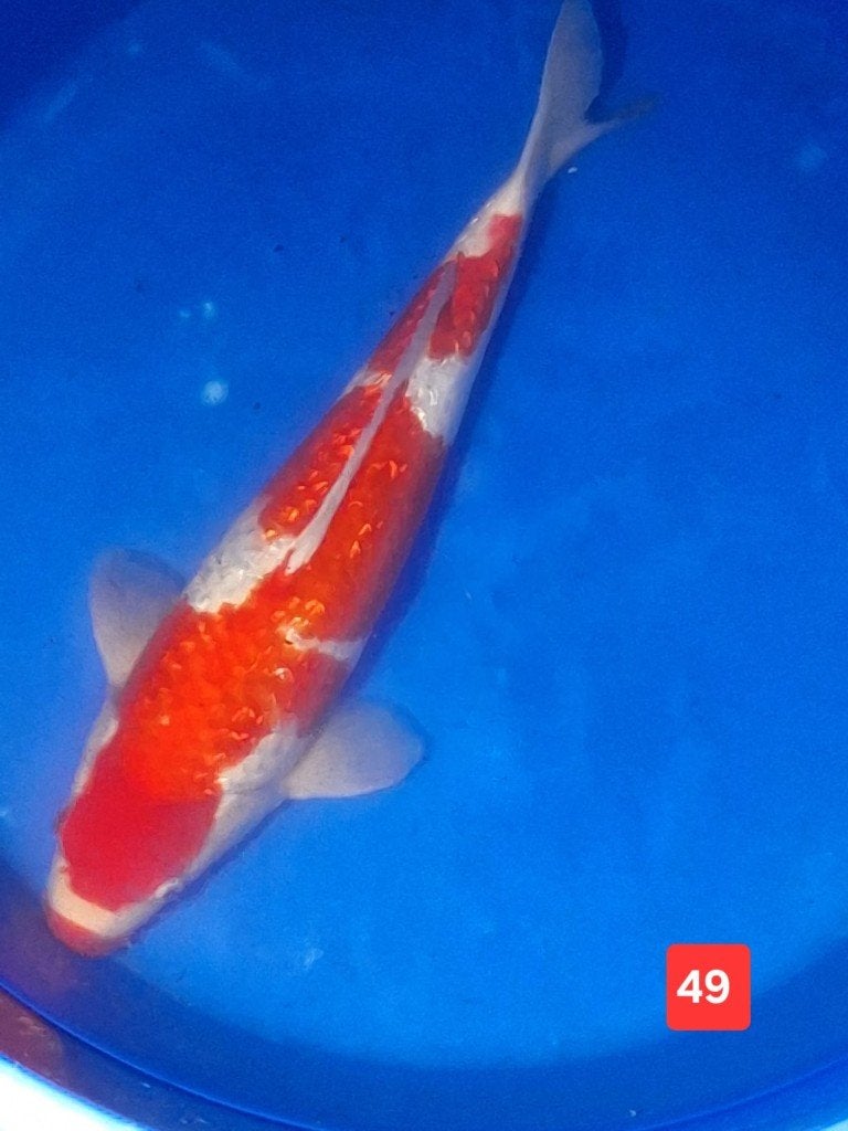 Hele mooie set van 16 Japanse koi karpers ( zie foto's ), Dieren en Toebehoren, Karper of Koi