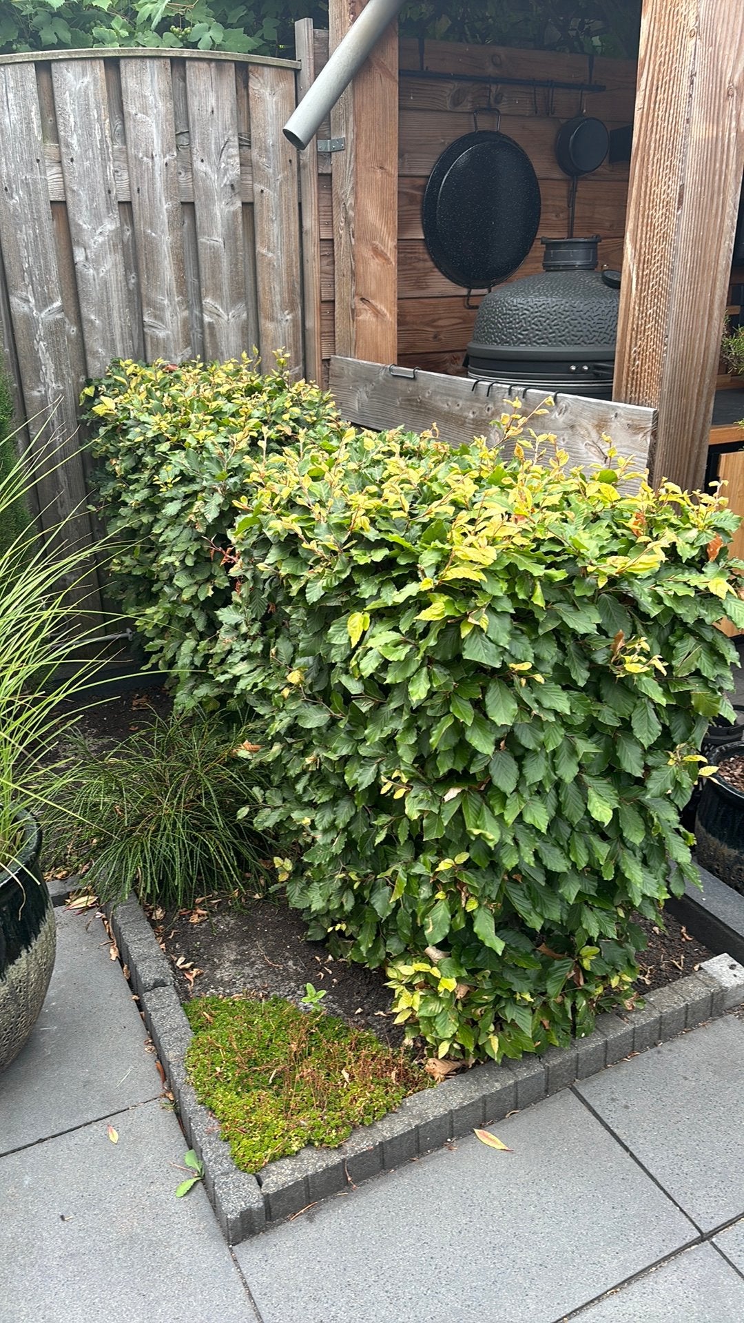 Mooie beukenhaag 1.00 m hoog., Ophalen, Beukenhaag, 100 tot 250 cm