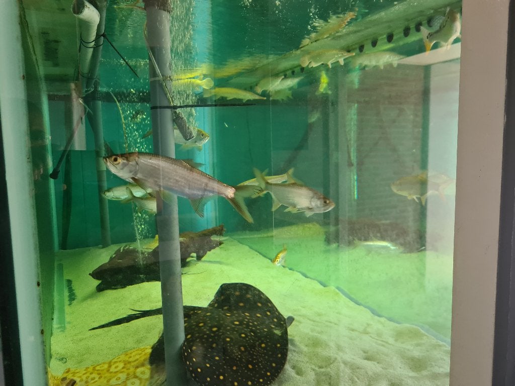 Tarpon, Trapoen (Suriname), Megalops Atlanticus, zoetwater, Vis, Zoetwatervis