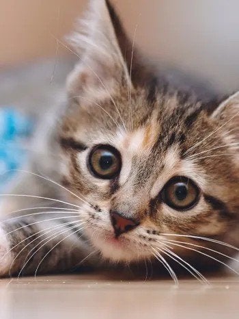 Gratis katten / kitten opvang