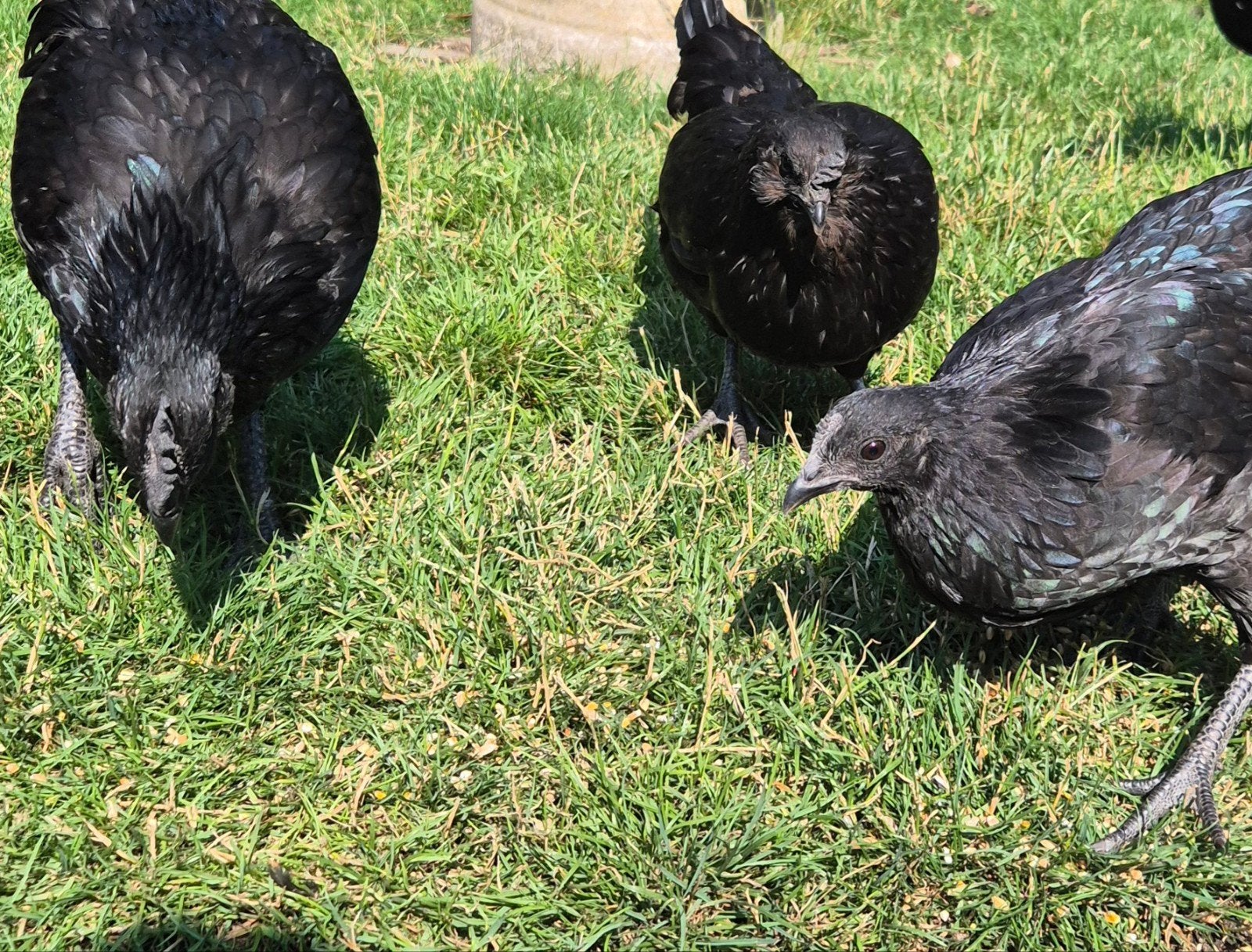 cemani en kruising cemani hennen, Dieren en Toebehoren, Pluimvee, Meerdere dieren, Kip