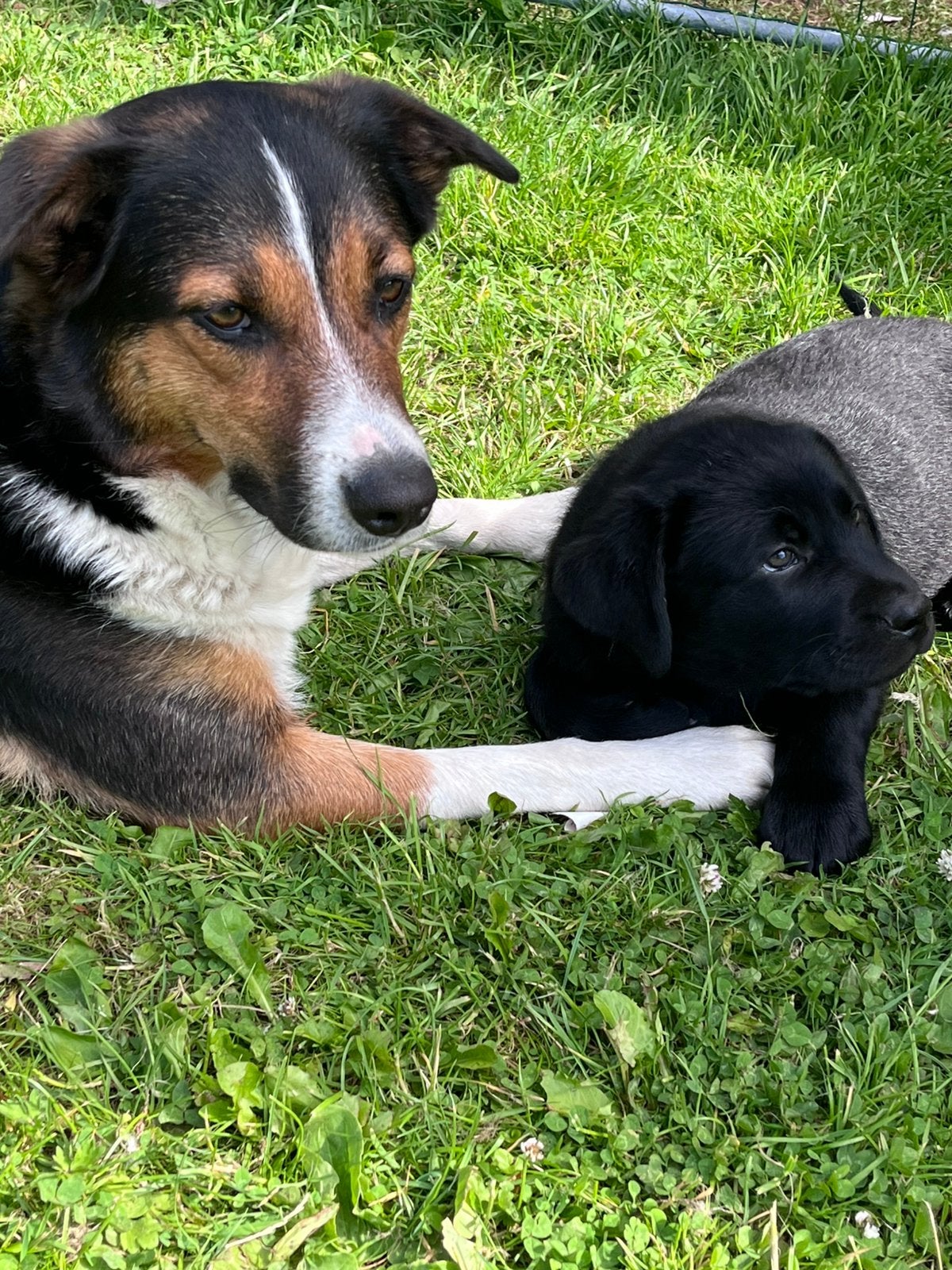 Lieve labrador kruising pups reu, Reu, 8 tot 15 weken, Labrador retriever, Eén hond