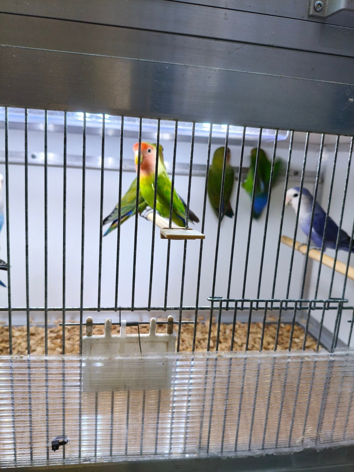 mooie jonge agapornis roseicolis, Dieren en Toebehoren, Meerdere dieren, Dwergpapegaai of Agapornis, Geringd