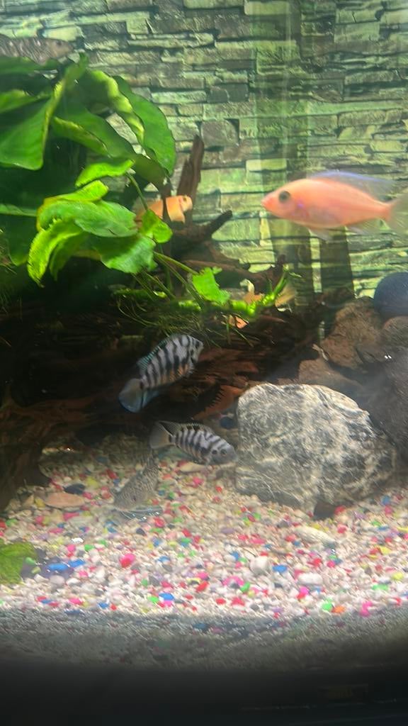 Zebra cichliden, Dieren en Toebehoren, Vis