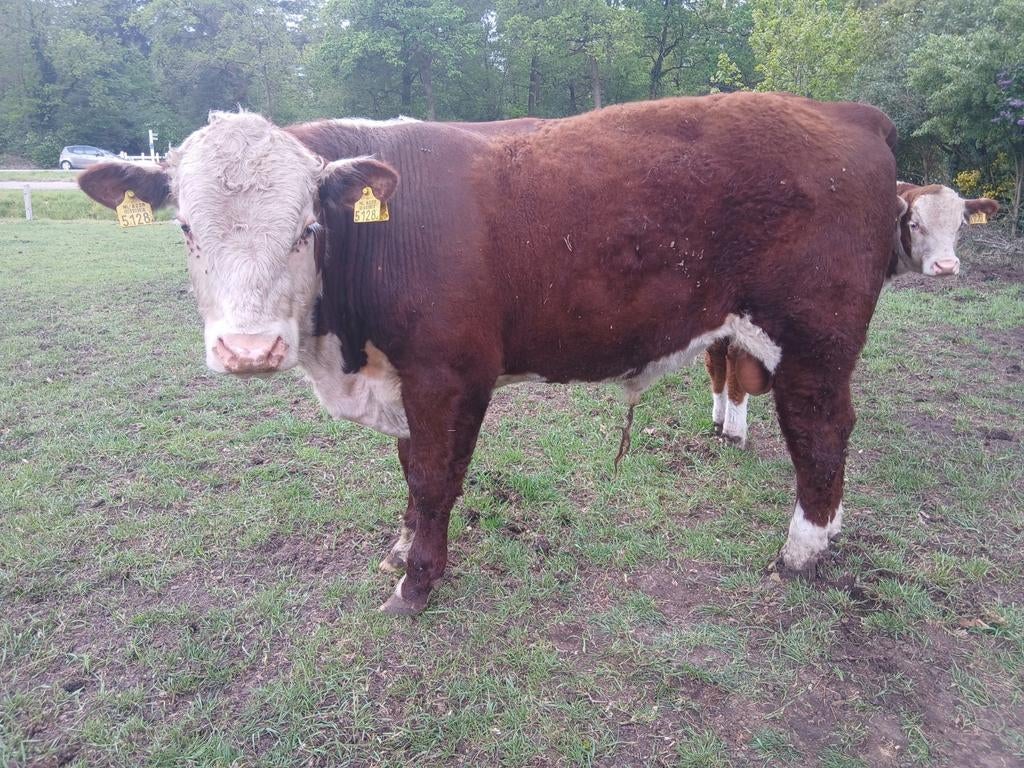 Hereford runderen, Mannelijk