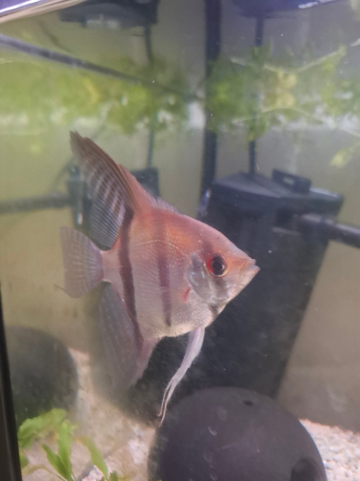 aqwaruim vissen, Dieren en Toebehoren, Vissen | Aquariumvissen, Vis, Zoetwatervis