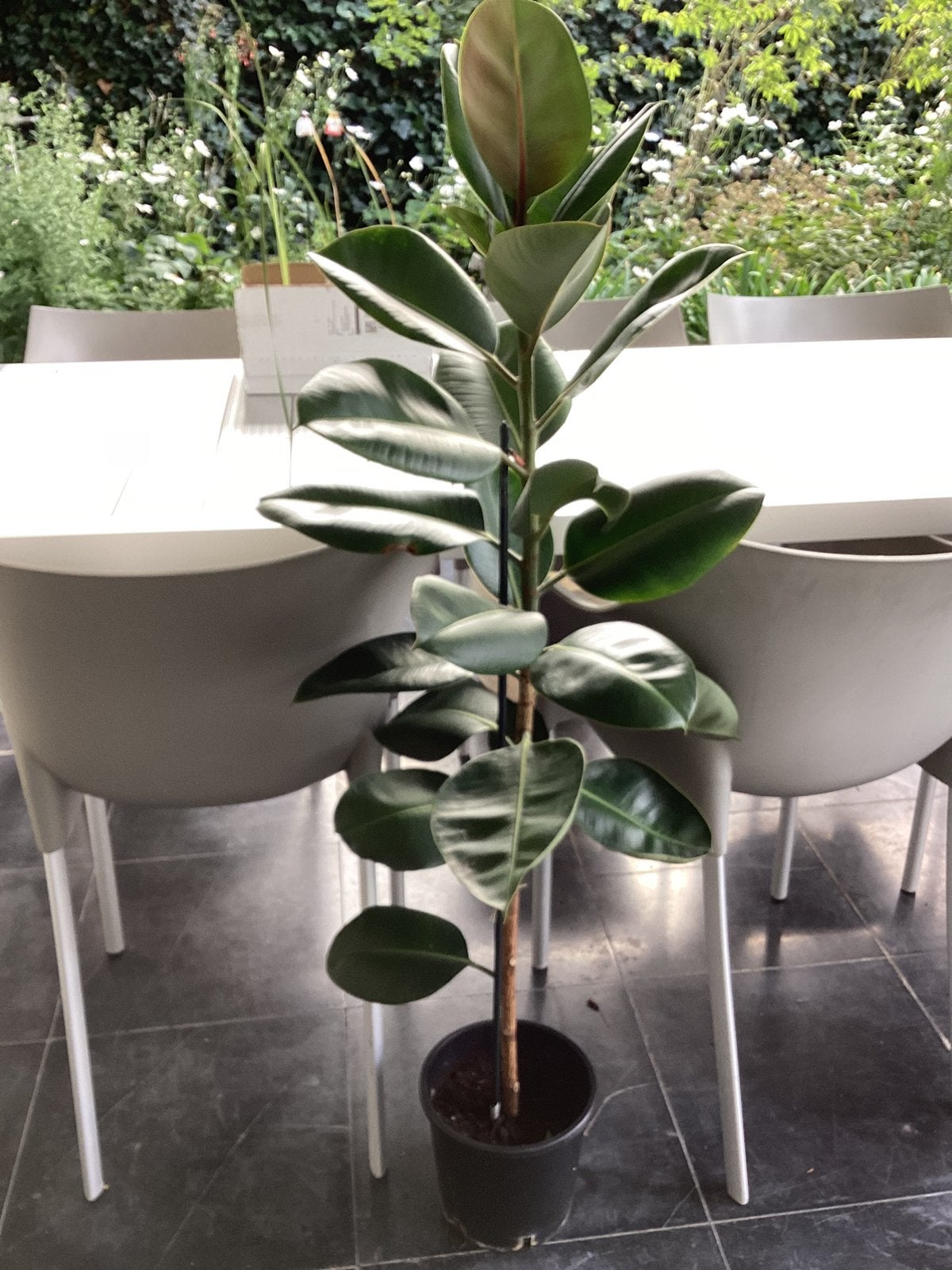 Ficus elastica. Al best wel groot., Huis en Inrichting, Kamerplanten, Ophalen, Ficus, 100 tot 150 cm, Halfschaduw