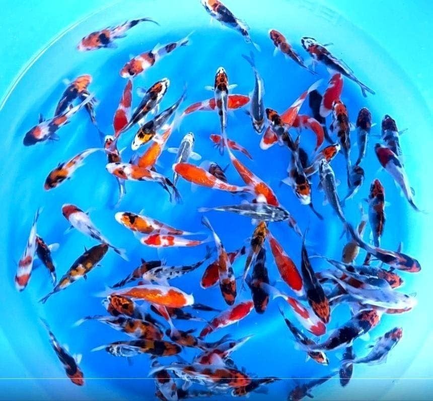 Japankoi, Tosai Koi in eerste levensjaar 10 tot 14 cm groot, Dieren en Toebehoren, Karper of Koi