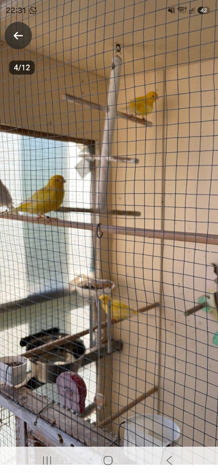4 koppels waterslag kanaries te koop, Meerdere dieren
