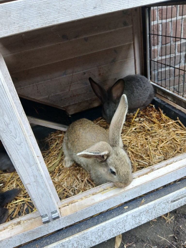 Vlaamse reuzen, Dieren en Toebehoren, Konijnen, Meerdere dieren, Groot, 0 tot 2 jaar