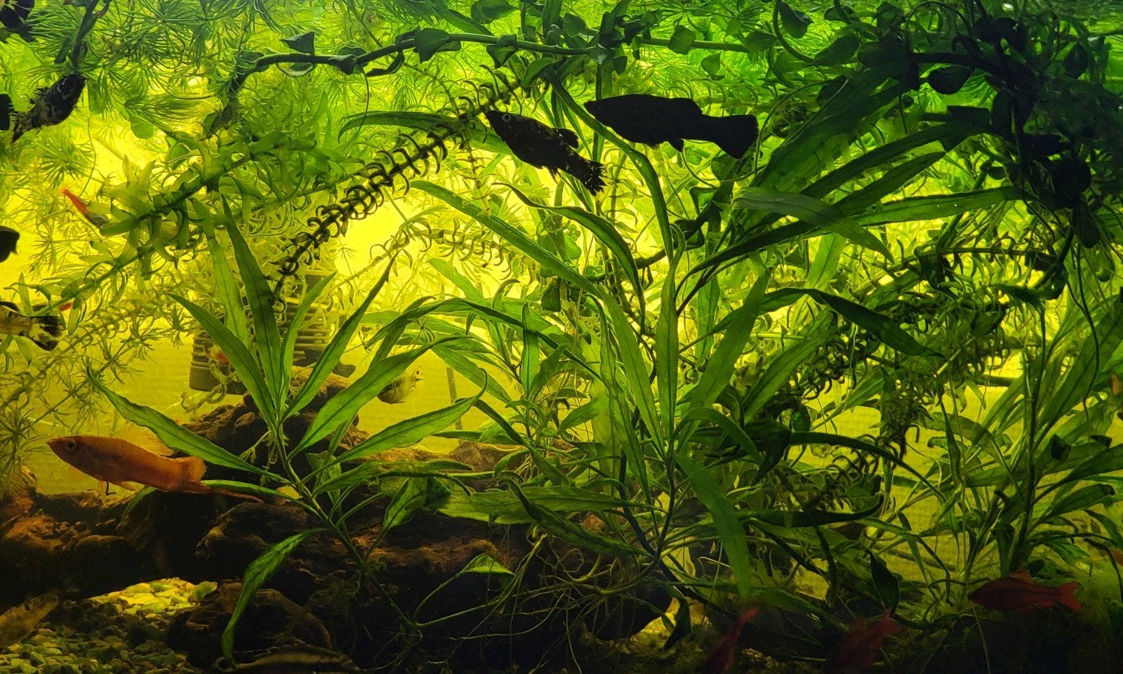Black molly's, volwassen, Vis, Zoetwatervis, Schoolvis
