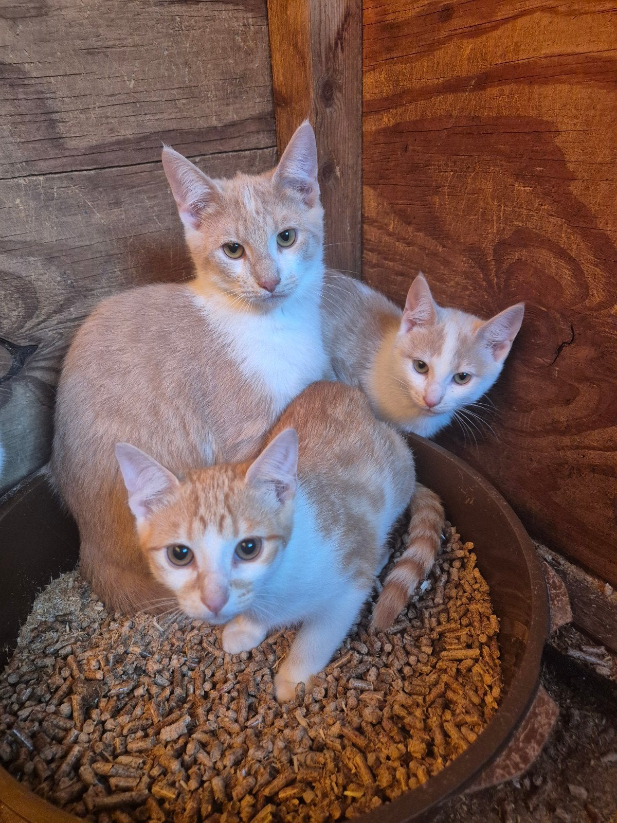 Jonge katten., Dieren en Toebehoren, Meerdere dieren, Kortharig, 0 tot 2 jaar