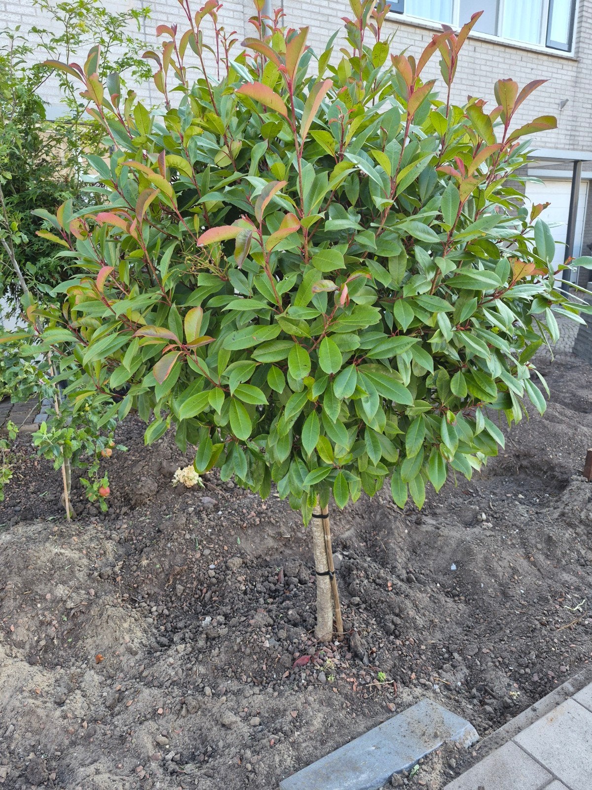 Red Robin boompje - Glanzmispel (Photinia fraseri), Tuin en Terras, Planten | Bomen, Overige soorten, Lente, 100 tot 250 cm, Ophalen
