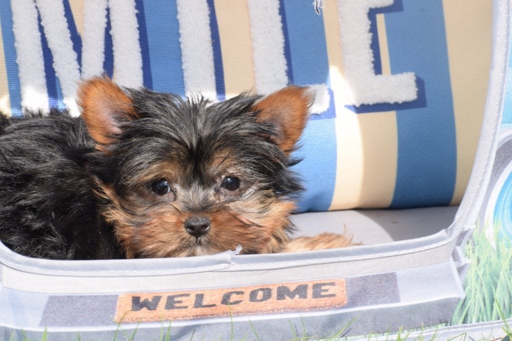 Yorkshire terrier pup, Yorkshire Terriër, 15 weken tot 1 jaar, Buitenland, Parvo