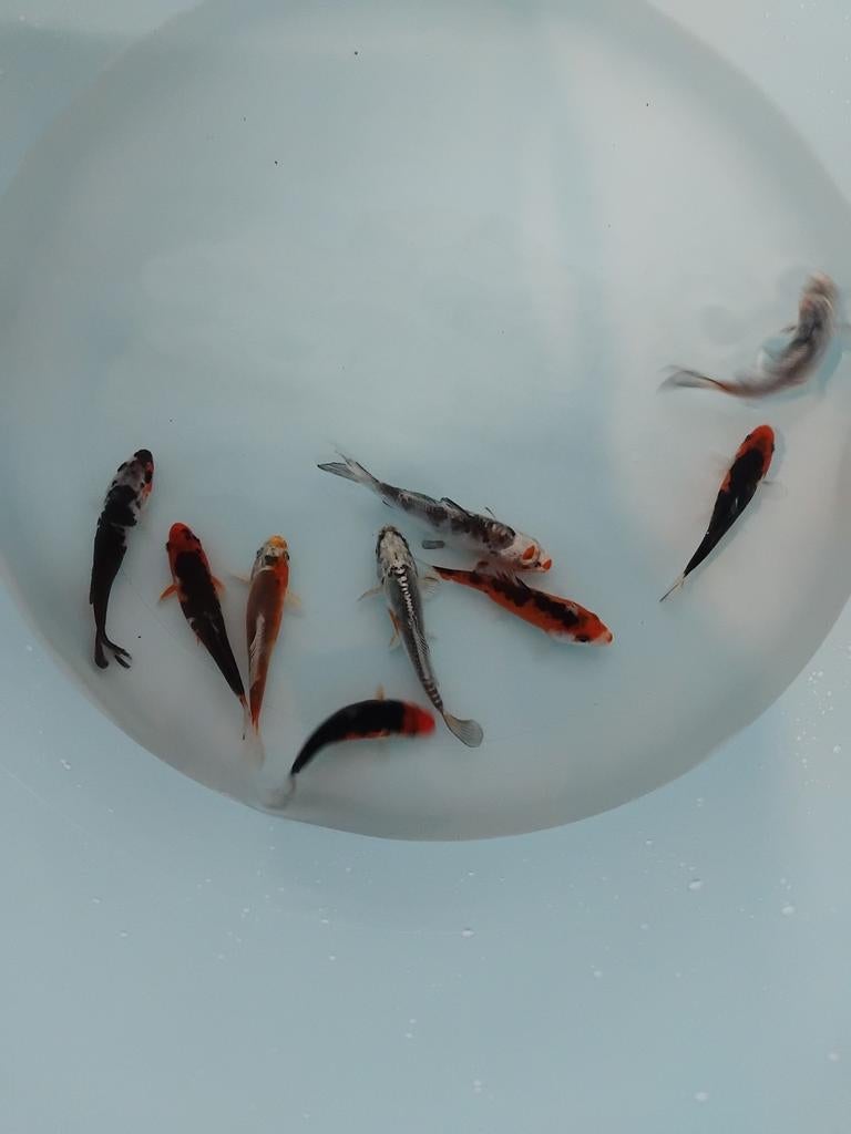 Babykoi aanbieding 7-10 cm, Dieren en Toebehoren, Vissen | Vijvervissen, Karper of Koi