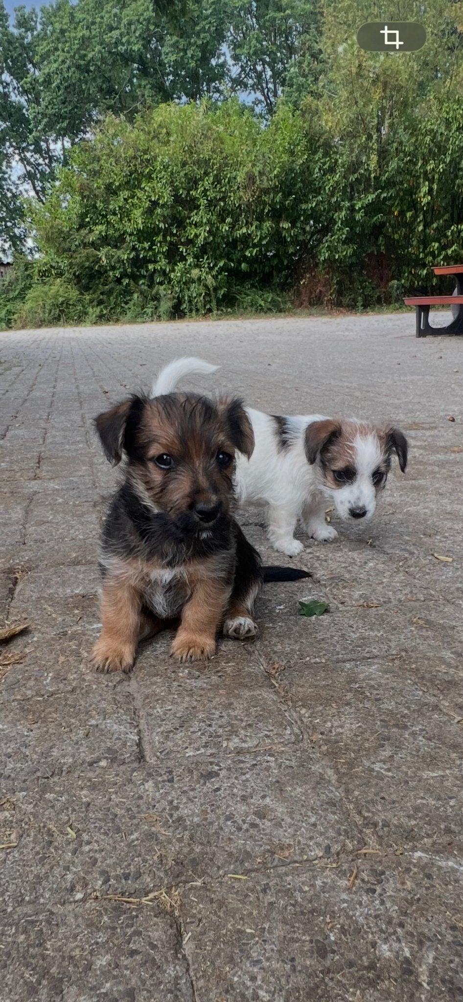 Schattigste jack russel pups op zoek naar nieuw huisje️, Jack Russell Terriër, 8 tot 15 weken, Meerdere, Meerdere dieren
