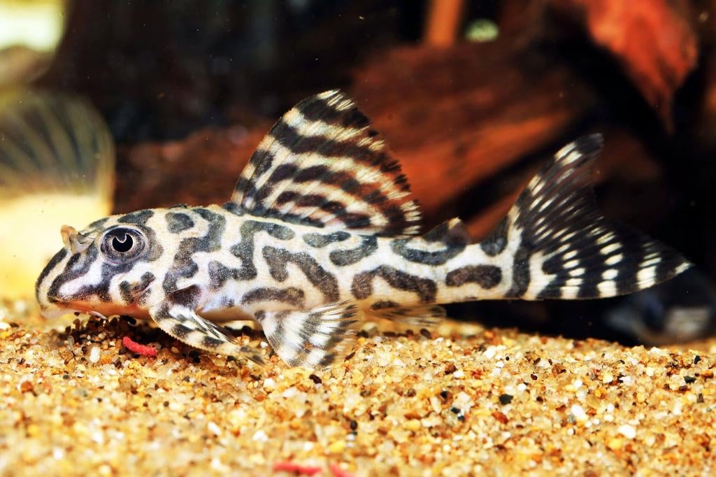 L333 King Tiger Pleco, L333 Hypancistrus laatste exemplaren, Vis, Zoetwatervis