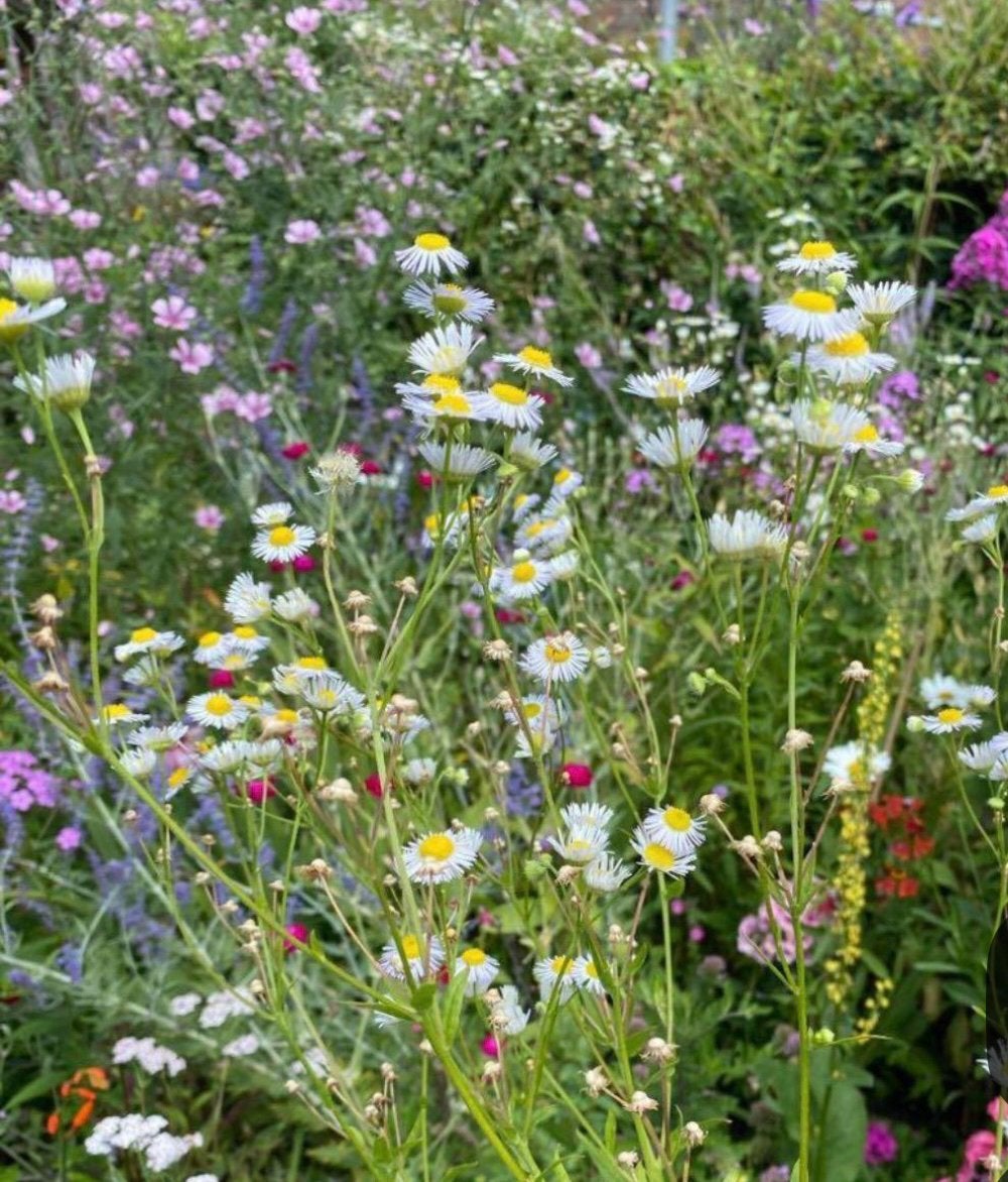 Stekken vaste rose geranium, aster, hemelsleutel, hortensia, Ophalen, Vaste plant, Overige soorten, Halfschaduw