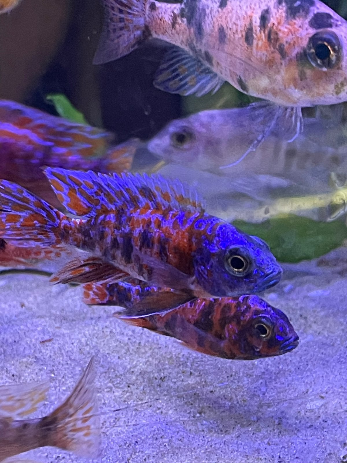 Aulonocara multicolor, Dieren en Toebehoren, Vis