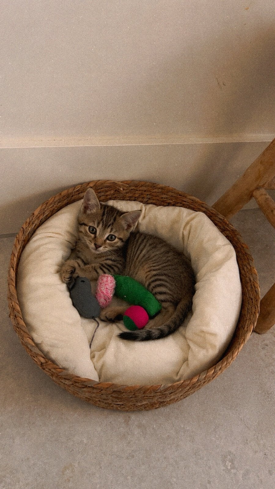 GEZOCHT! Kitten die in Augustus het nest mogen verlaten