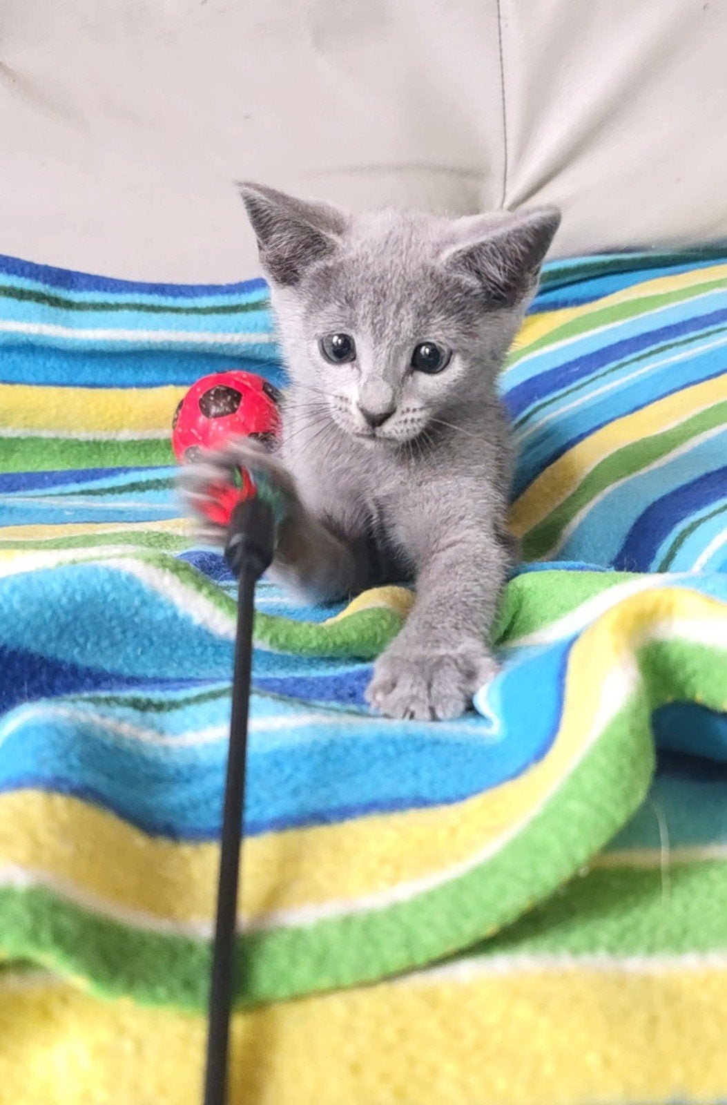 Blauwe Rus Kittens met Stammbom, Meerdere dieren, Met stamboom