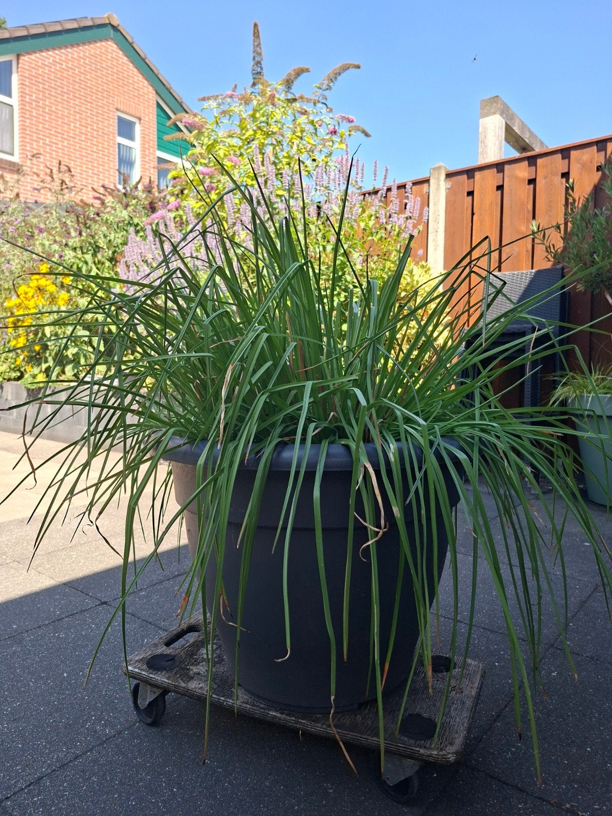 Grote Vuurpijl (Kniphofia) in pot - Makkelijk & Opvallend, Ophalen