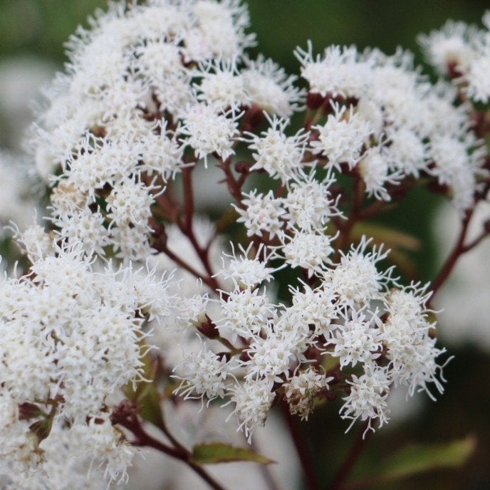 Eupatorium rugosum 'Chocolate' - Leverkruid P9, Ophalen of Verzenden, Vaste plant, Overige soorten