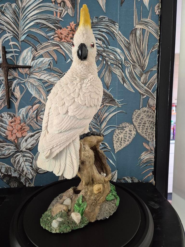 Kaketoe, Ophalen of Verzenden