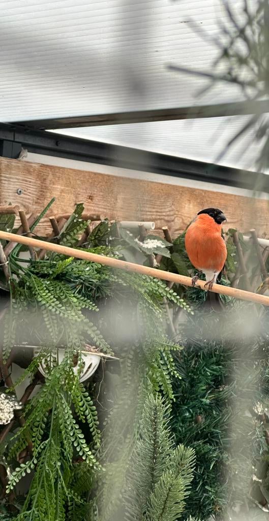 Koppel europese goudvinken, Meerdere dieren, Wildzangvogel, Geringd