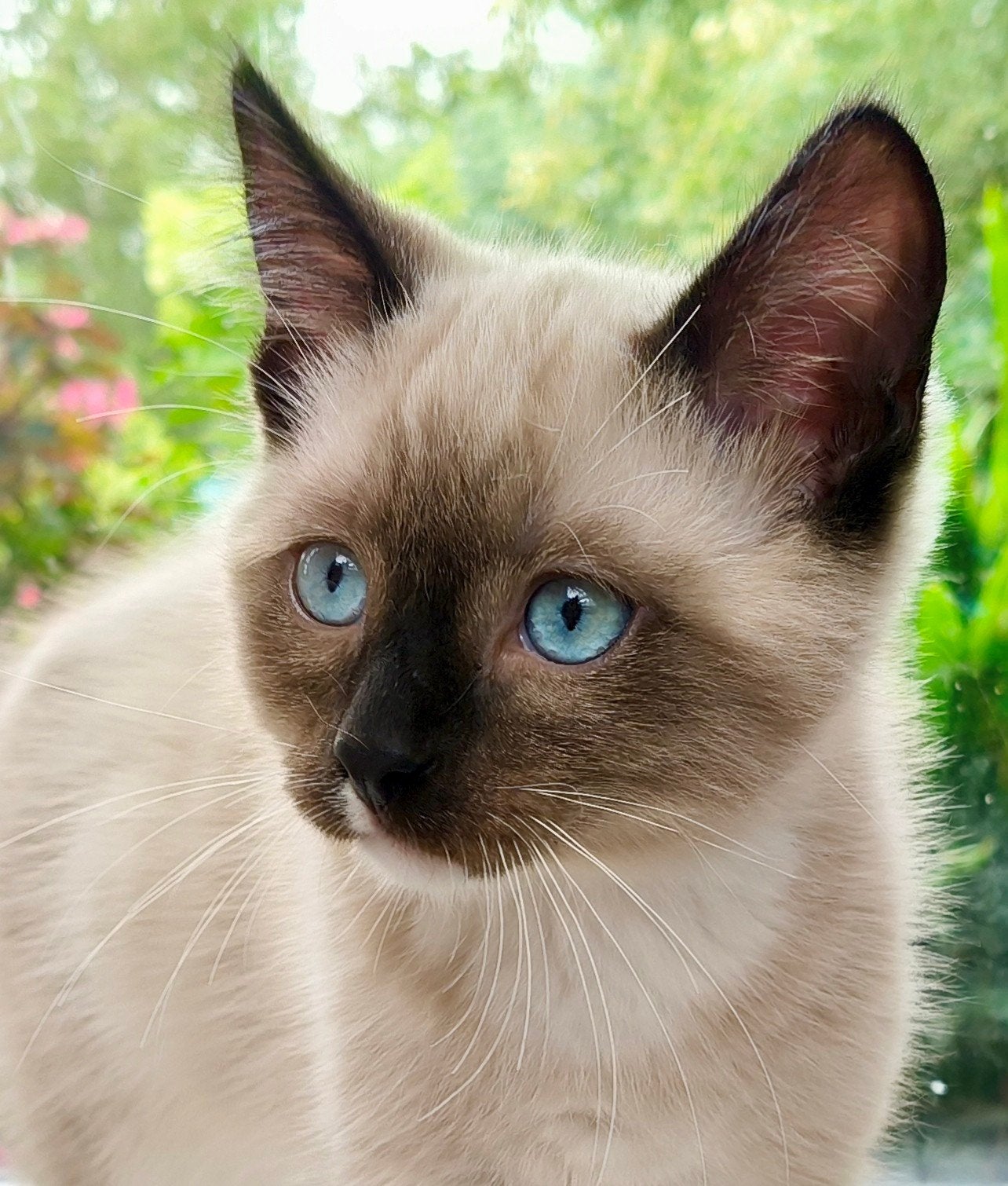 X Ragdoll Kittens, Dieren en Toebehoren, Katten en Kittens | Raskatten | Langhaar, Meerdere dieren, Gechipt, 0 tot 2 jaar